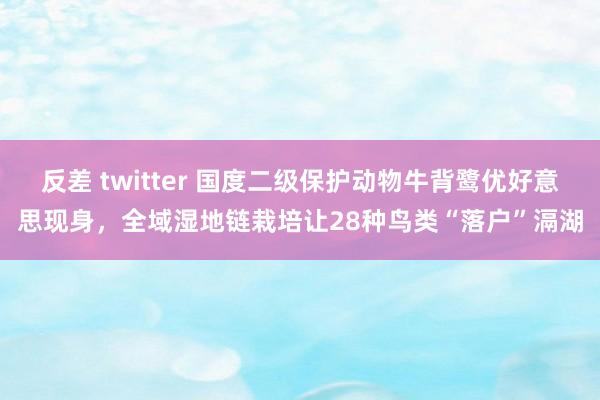 反差 twitter 国度二级保护动物牛背鹭优好意思现身，全域湿地链栽培让28种鸟类“落户”滆湖