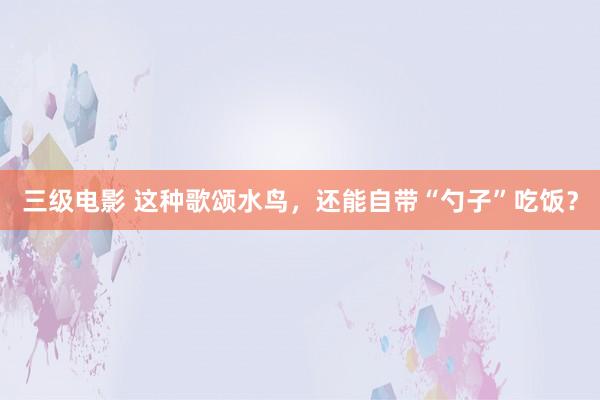 三级电影 这种歌颂水鸟，还能自带“勺子”吃饭？