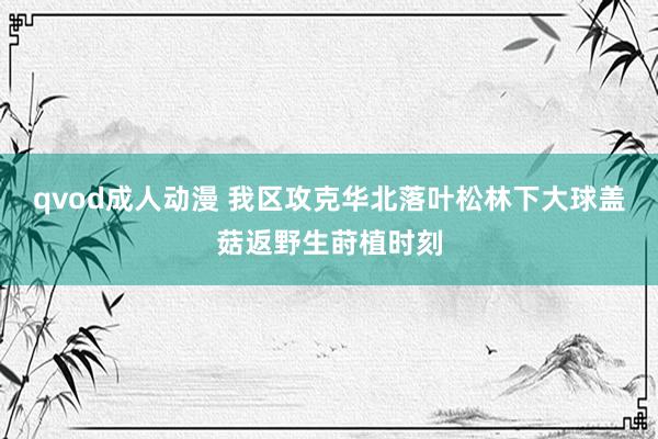 qvod成人动漫 我区攻克华北落叶松林下大球盖菇返野生莳植时刻