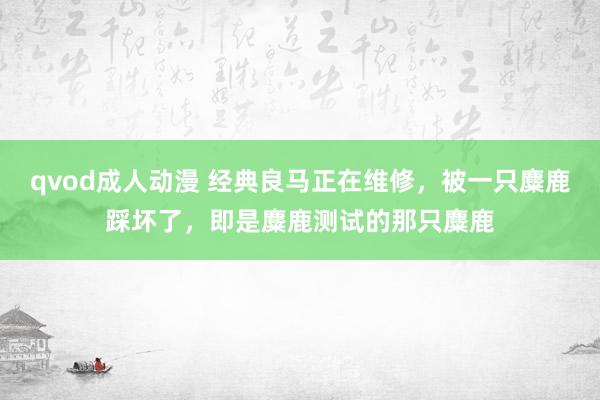 qvod成人动漫 经典良马正在维修，被一只麋鹿踩坏了，即是麋鹿测试的那只麋鹿