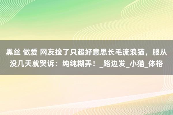 黑丝 做爱 网友捡了只超好意思长毛流浪猫，服从没几天就哭诉：纯纯糊弄！_路边发_小猫_体格